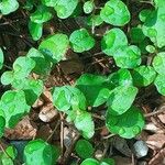 Fuchsia procumbens List