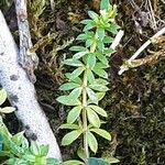 Galium murale Leaf