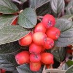 Cotoneaster franchetii Plod