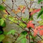 Geranium purpureum पत्ता