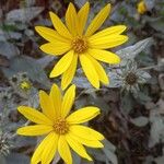 Helianthus mollis 花