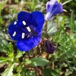 Phacelia campanularia Flor