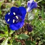 Phacelia campanularia 花