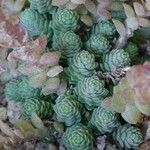 Sedum greggii Hábito