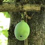 Garcinia livingstonei Bark