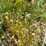 Gentiana fremontii Flor