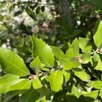 Quercus chrysolepis Yaprak