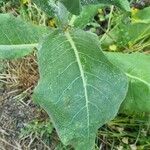 Verbascum pulverulentum Leaf