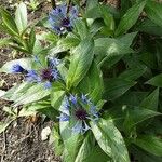 Centaurea triumfettii Habit