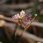 Allium pseudojaponicum