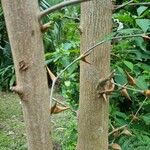 Vachellia collinsii Bark