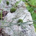 Petrorhagia saxifraga Blatt