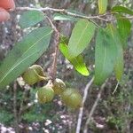 Meiogyne punctulata Fruit