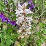 Orobanche crenata Flower