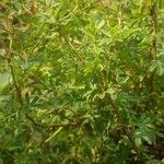 Potentilla thuringiaca Leaf