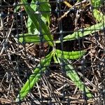 Helianthus angustifolius Foglia