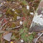 Silene ciliata Flor