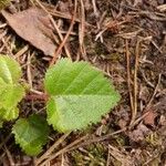 Betula pubescens برگ