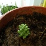 Sedum burritoList