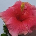 Hibiscus rosa-sinensisFlower