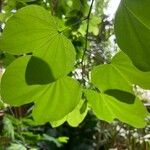 Bauhinia tomentosa Blatt