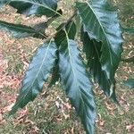 Quercus castaneifolia Leaf