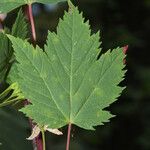 Acer glabrum Foglia