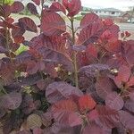 Cotinus coggygriaЛисток