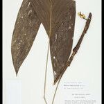 Bactris simplicifrons Folio