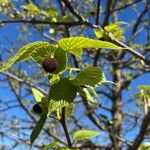 Davidia involucrata Liść