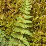 Woodsia ilvensis برگ