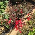 Salvia roemeriana Flor