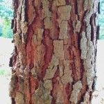Pinus patula Bark