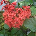 Clerodendrum splendens Flor