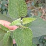 Austroeupatorium inulifolium Leaf