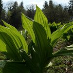 Veratrum lobelianum पत्ता