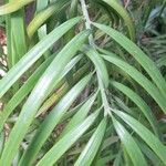 Podocarpus henkelii Blatt