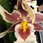 Oncidium crocidipterum Flor