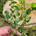 Azara microphylla Hoja