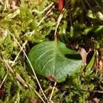 Pyrola chlorantha पत्ता