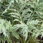 Cynara cardunculus Blad