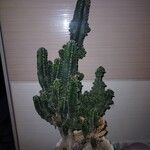 Acanthocereus tetragonus ᱥᱟᱠᱟᱢ