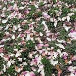 Magnolia × soulangeana Прочее