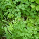 Thalictrum fendleri Habit