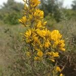 Cytisus galianoi Flower