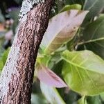 Handroanthus chrysotrichus Rusca