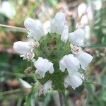 Prunella laciniata Fula