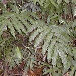 Pteris geminata Diğer