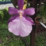 Miltonia spectabilis Flower