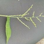 Digitaria velutina Flower